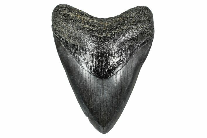 Fossil Megalodon Tooth - Georgia #338724